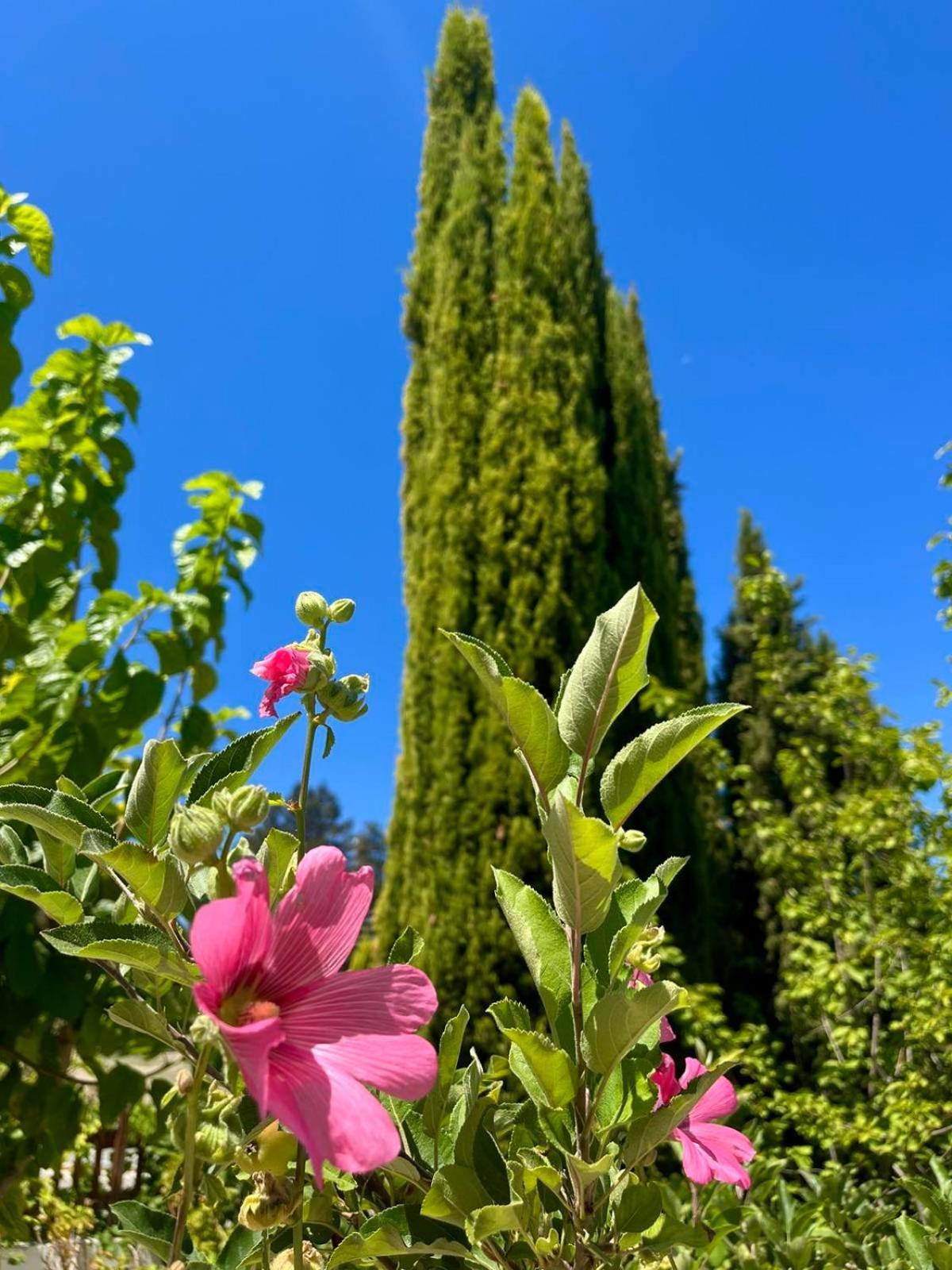 Demelida Villa In Tsada, Paphos Tsadha Экстерьер фото